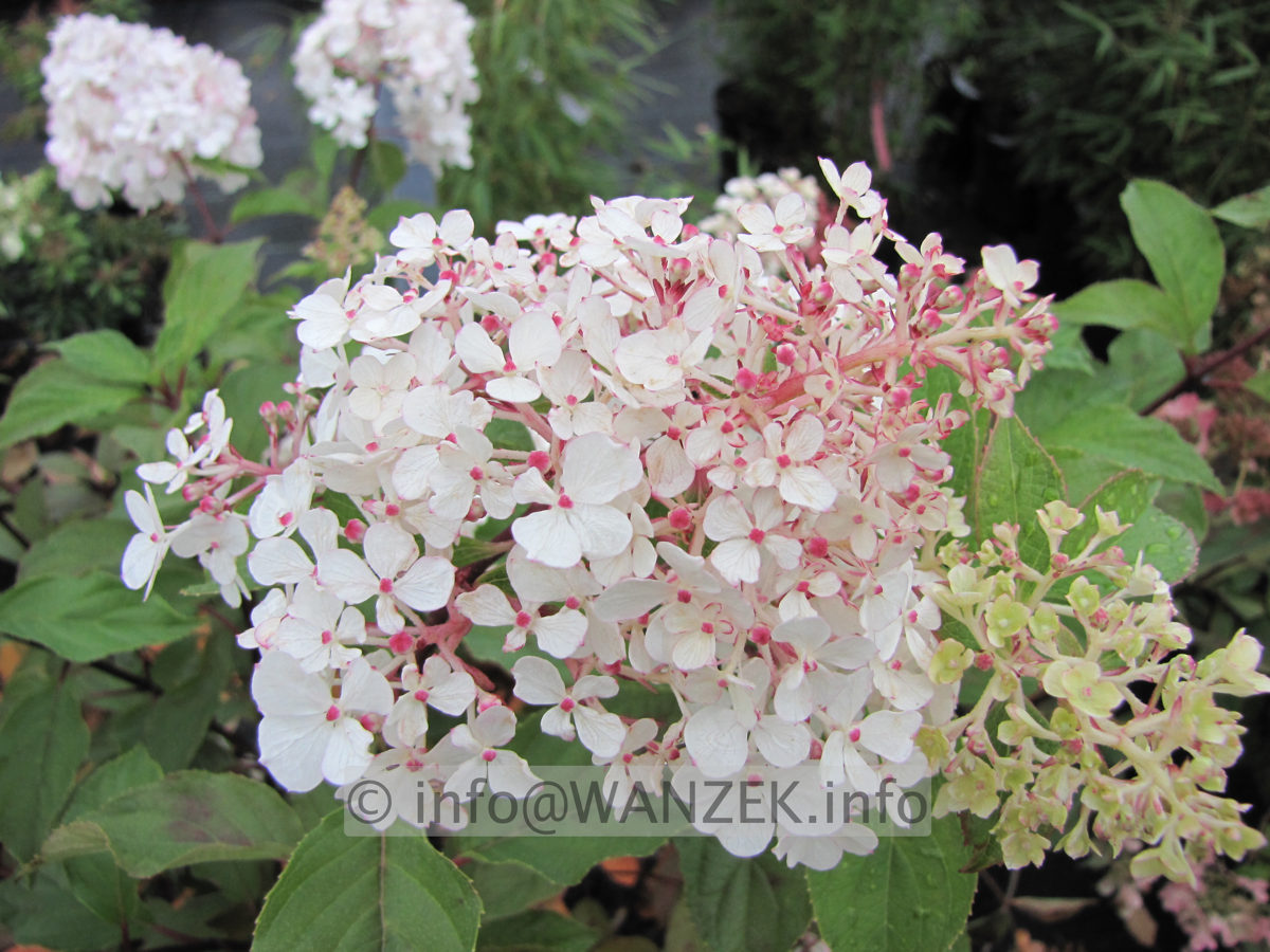 Hydrangea paniculata Vanilla Fraise 02.JPG